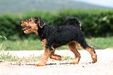 AIREDALE TERRIER 330